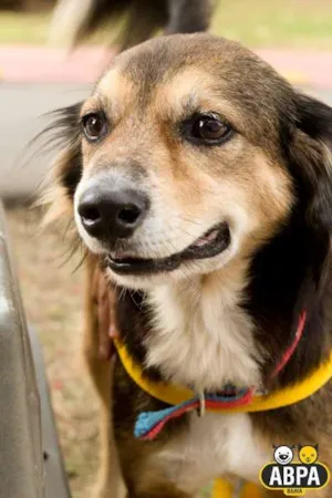 Cachorro raça SRD idade 6 ou mais anos nome Athos