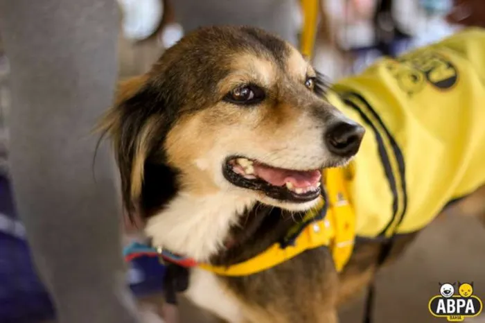 Cachorro raça SRD idade 6 ou mais anos nome Athos