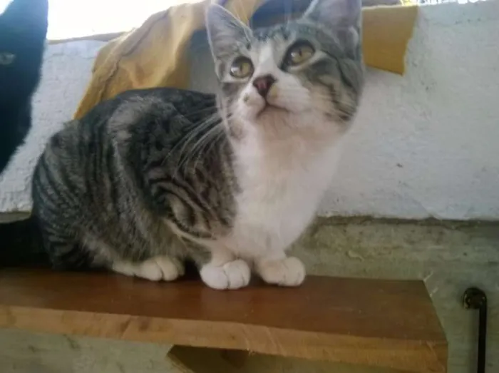 Gato raça s idade 7 a 11 meses nome Marrie