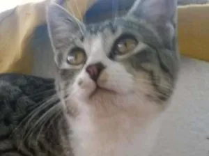 Gato raça s idade 7 a 11 meses nome Marrie
