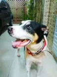 Barão