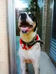 Barão