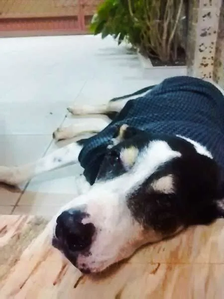 Cachorro ra a SRD idade 6 ou mais anos nome Barão
