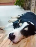 Barão