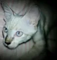 Bebê