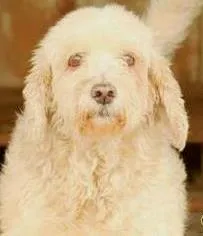 Cachorro raça SRD idade 5 anos nome André Luiz