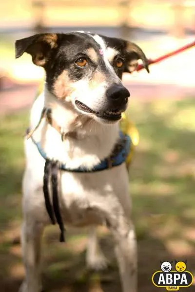 Cachorro raça SRD idade 4 anos nome Xispita