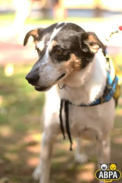 Cachorro raça SRD idade 4 anos nome Xispita