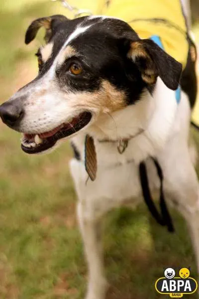 Cachorro raça SRD idade 4 anos nome Xispita