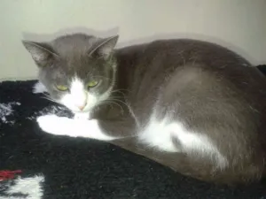 Gato raça Não sei idade 1 ano nome fofona