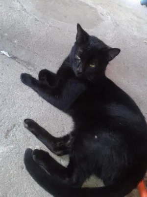 Gato raça Não sei idade 3 anos nome neguinho