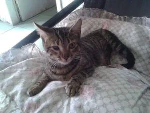 Gato raça Não sei idade 7 a 11 meses nome Zuzu