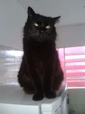 Gato raça angora com Persia idade 6 ou mais anos nome Lion