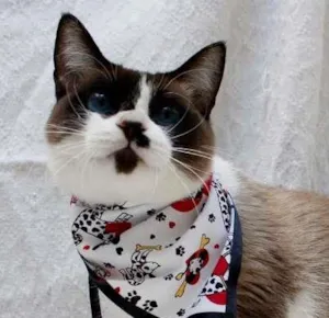 Gato raça SRD idade 7 a 11 meses nome Julia e Cora