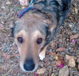 Cachorro raça SRD mix Pastor Alemão idade 3 anos nome Menino