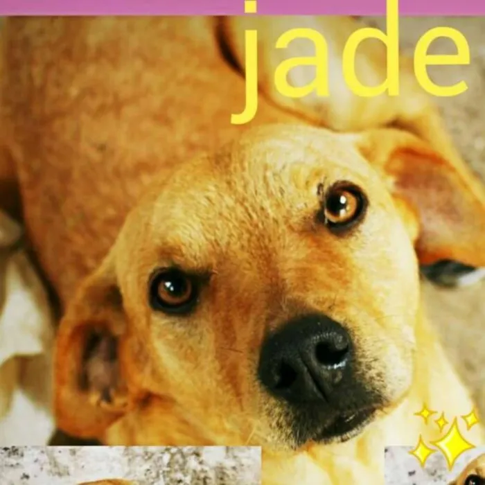 Cachorro ra a srd idade 1 ano nome jade