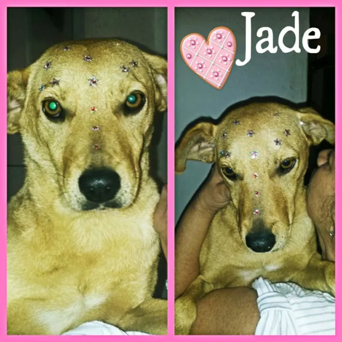 Cachorro ra a srd idade 1 ano nome jade