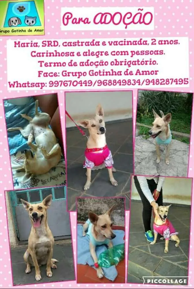 Cachorro ra a Vira Lata idade 2 anos nome Maria Catarina