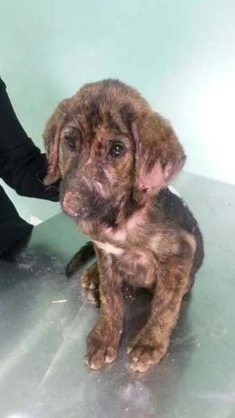 Cachorro ra a SRD idade 2 a 6 meses nome Tony