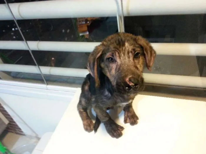 Cachorro ra a SRD idade 2 a 6 meses nome Tony