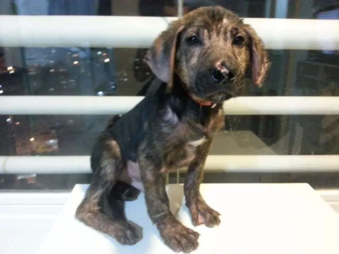 Cachorro ra a SRD idade 2 a 6 meses nome Tony