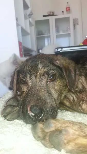 Cachorro ra a SRD idade 2 a 6 meses nome Tony