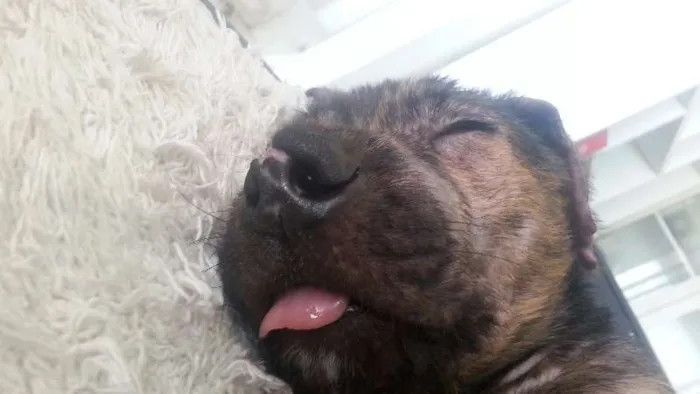Cachorro ra a SRD idade 2 a 6 meses nome Tony