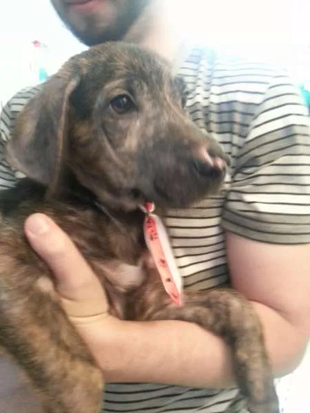 Cachorro ra a SRD idade 2 a 6 meses nome Tony