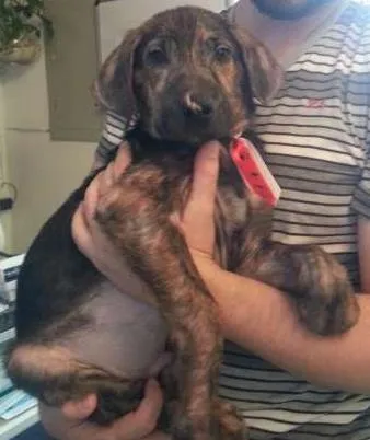 Cachorro ra a SRD idade 2 a 6 meses nome Tony