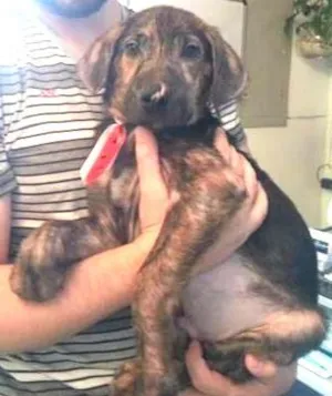 Cachorro raça SRD idade 2 a 6 meses nome Tony