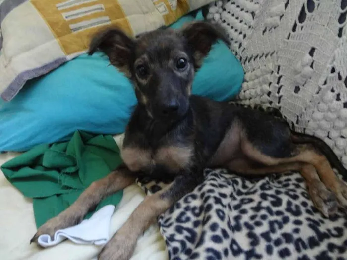 Cachorro ra a SRD idade 2 a 6 meses nome LILICA