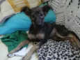 LILICA