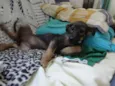 LILICA