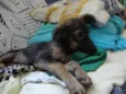 LILICA