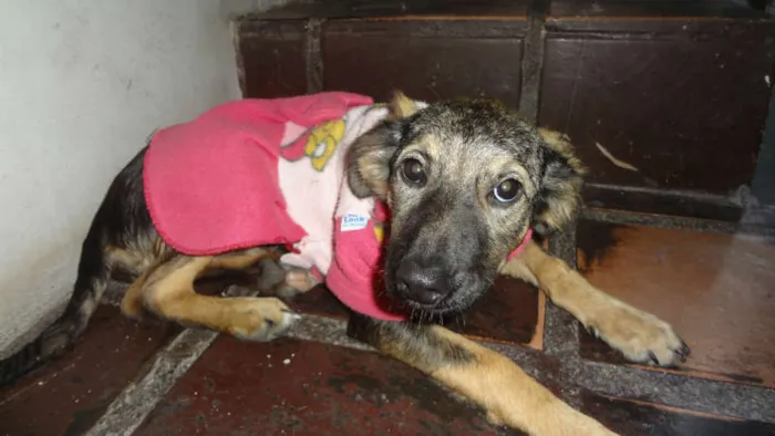 Cachorro ra a SRD idade 2 a 6 meses nome LILICA