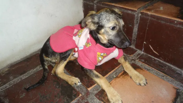 Cachorro ra a SRD idade 2 a 6 meses nome LILICA