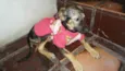 LILICA