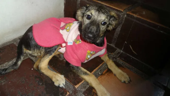 Cachorro ra a SRD idade 2 a 6 meses nome LILICA