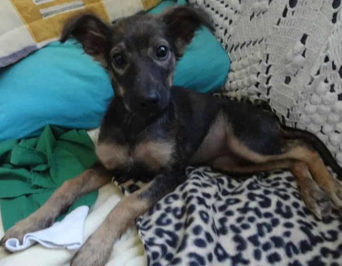 Cachorro ra a SRD idade 2 a 6 meses nome LILICA