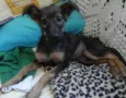 LILICA