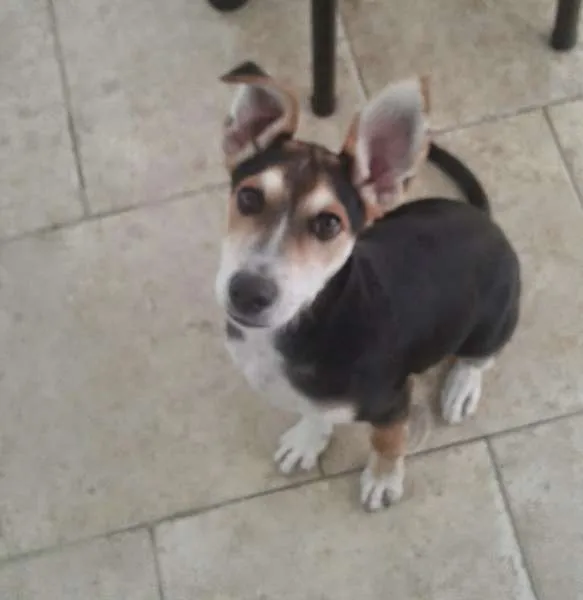 Cachorro raça Vira lata idade 2 a 6 meses nome Spike