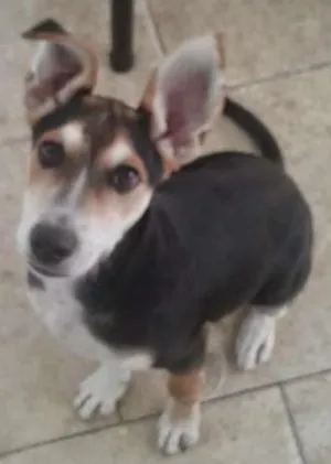 Cachorro raça Vira lata idade 2 a 6 meses nome Spike
