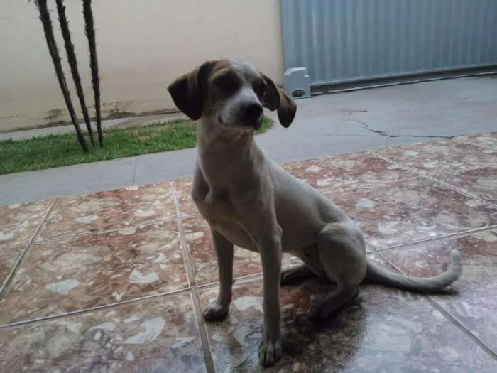 Cachorro raça SRD idade 7 a 11 meses nome Meg