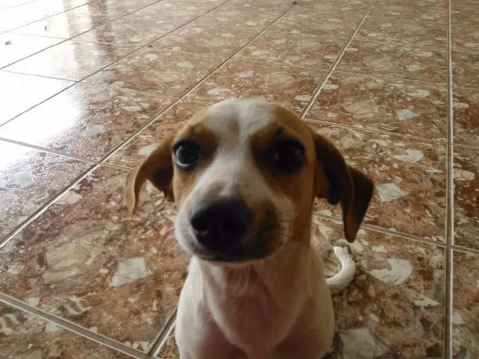 Cachorro raça SRD idade 7 a 11 meses nome Meg
