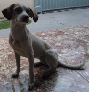Cachorro raça SRD idade 7 a 11 meses nome Meg