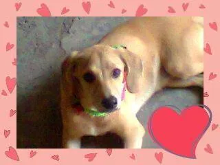 Cachorro ra a Maltês idade 2 a 6 meses nome Belinha