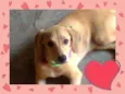 Belinha