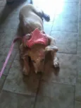 Belinha