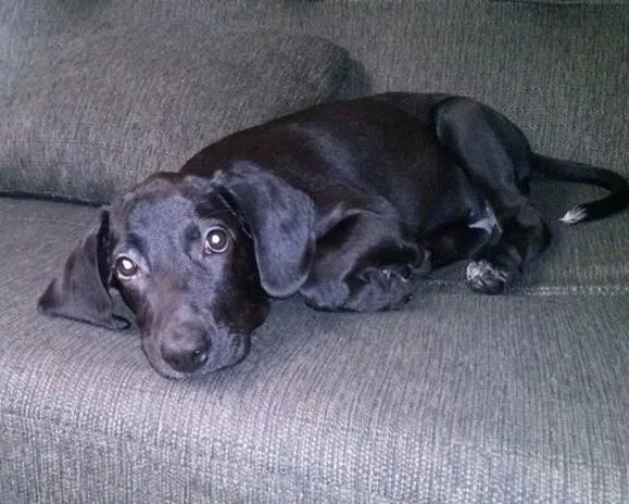Cachorro ra a SRD idade 2 a 6 meses nome Smut