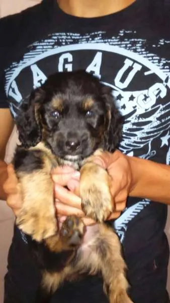 Cachorro ra a  idade 2 a 6 meses nome bethoven